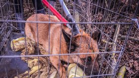 Záchrana na poslední chvíli: Koně a psi ze zadlužené farmy nikdy nepoznali lidský dotek