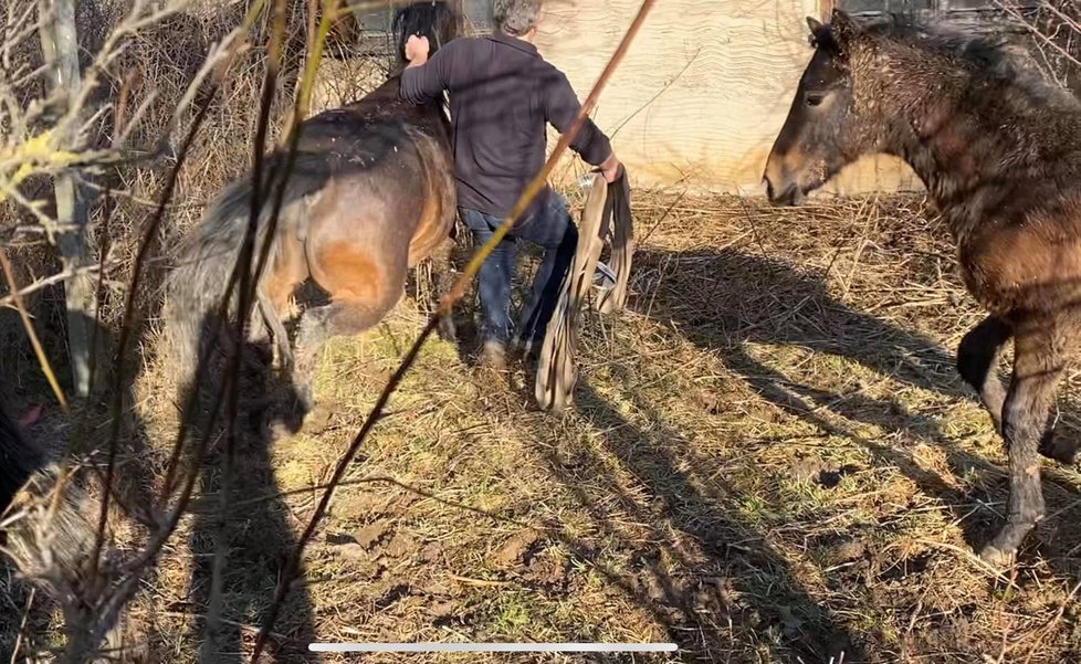 Záchrana na poslední chvíli: Koně a psi ze zadlužené farmy nikdy nepoznali lidský dotek