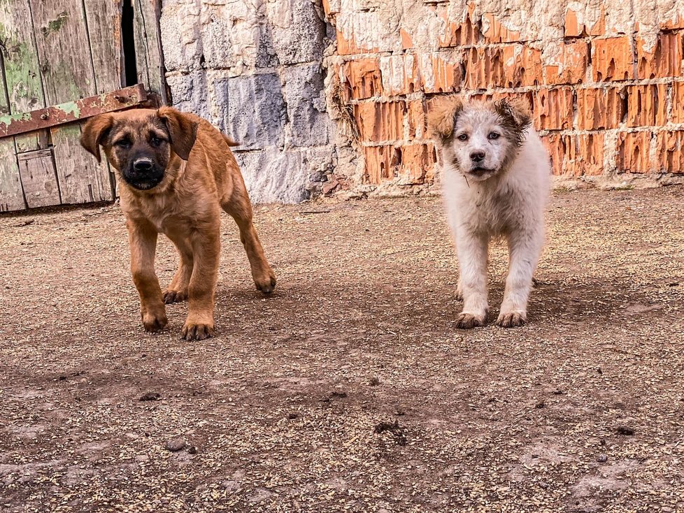 Záchrana na poslední chvíli: Koně a psi ze zadlužené farmy nikdy nepoznali lidský dotek