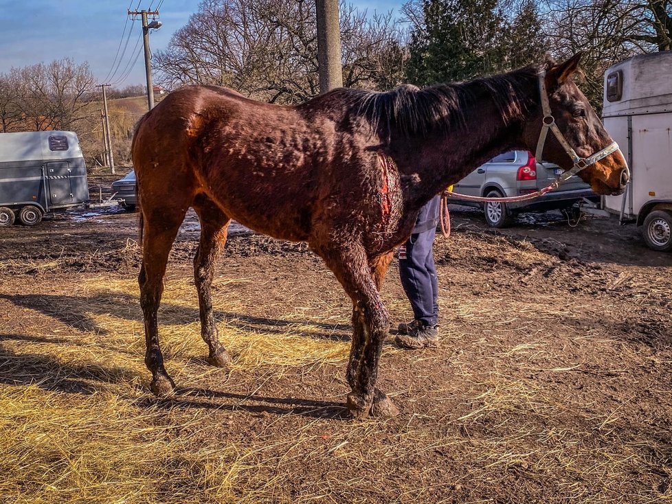 Záchrana na poslední chvíli: Koně a psi ze zadlužené farmy nikdy nepoznali lidský dotek