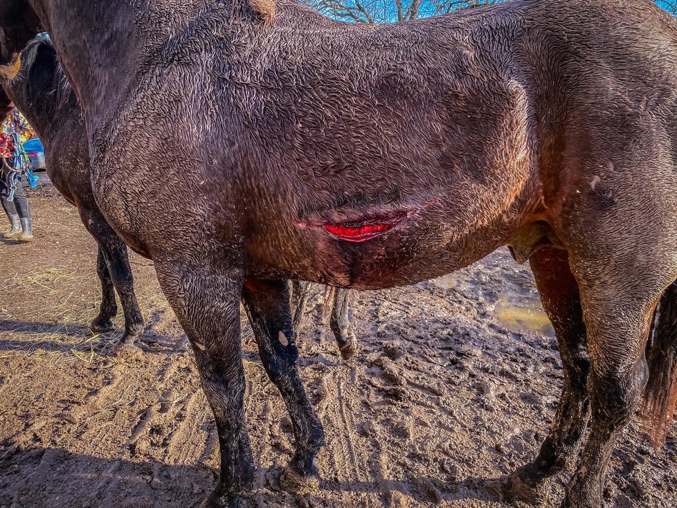 Záchrana na poslední chvíli: Koně a psi ze zadlužené farmy nikdy nepoznali lidský dotek