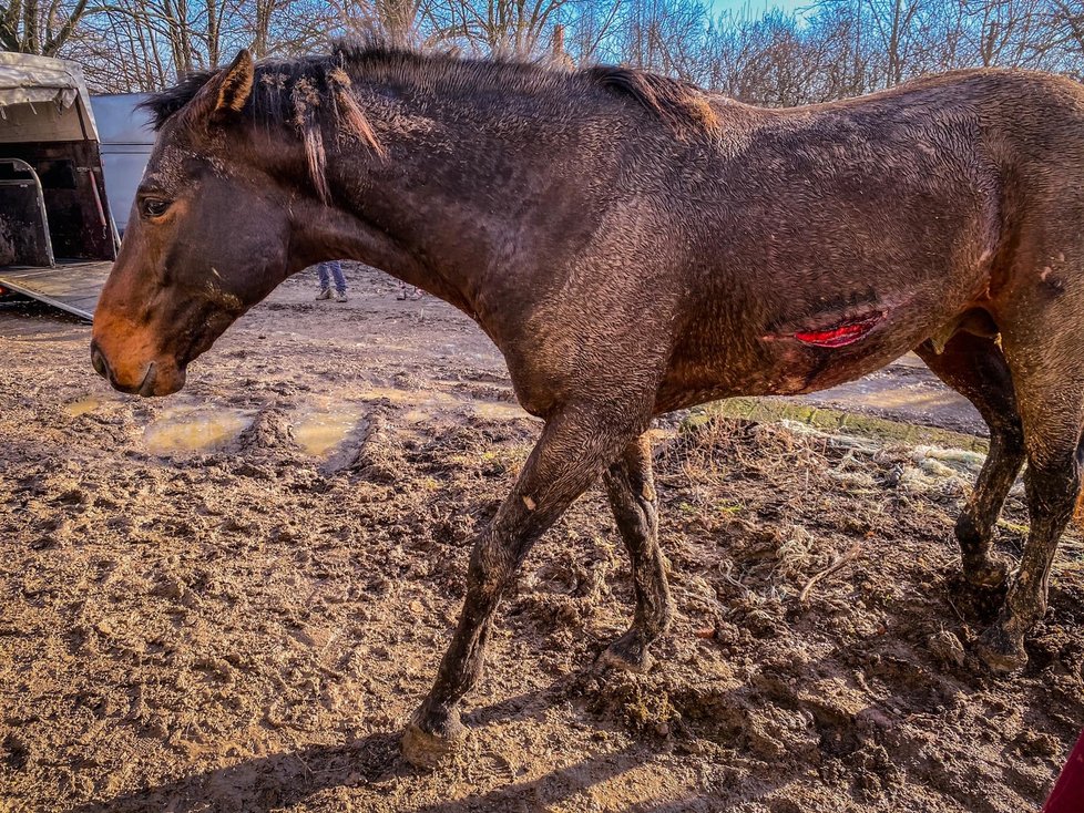 Záchrana na poslední chvíli: Koně a psi ze zadlužené farmy nikdy nepoznali lidský dotek