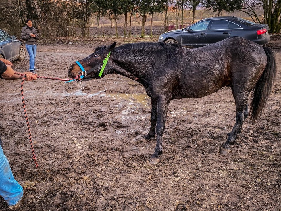 Záchrana na poslední chvíli: Koně a psi ze zadlužené farmy nikdy nepoznali lidský dotek