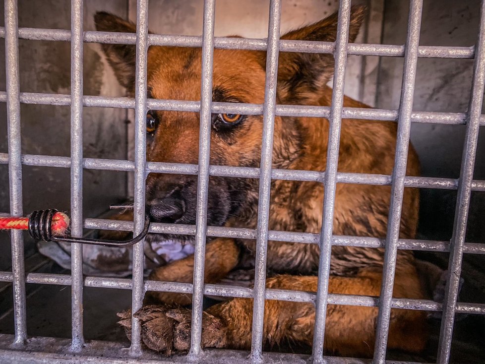 Záchrana na poslední chvíli: Koně a psi ze zadlužené farmy nikdy nepoznali lidský dotek