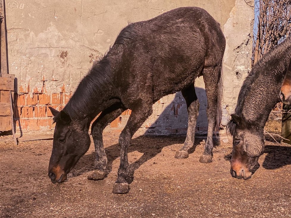 Záchrana na poslední chvíli: Koně a psi ze zadlužené farmy nikdy nepoznali lidský dotek