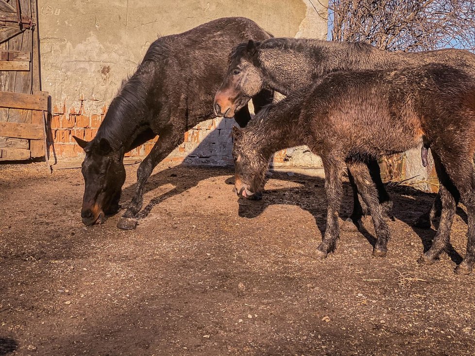 Záchrana na poslední chvíli: Koně a psi ze zadlužené farmy nikdy nepoznali lidský dotek