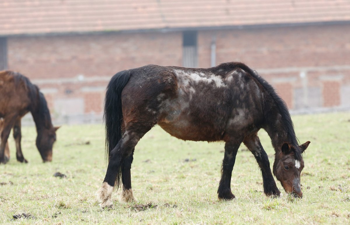 Zubožená zvířata spásají louku, na které už není žádná tráva.