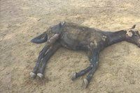 Týrání, nebo drsná nemoc? Policie vyšetřuje smrt koně z Plzeňska