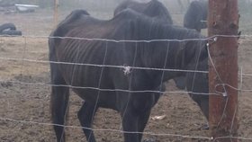 Kůň trpěl podvýživou. Jestli jeho vyhublost způsobila špatná péče nebo nemoc, to teď řeší policie.