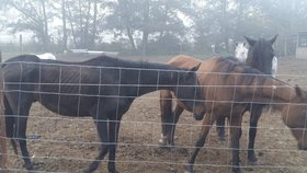 ve Zbůchu zasahovala i Krajská veterinární správa. Podle vrchního inspektora je zbytek stáda v pořádku a není důvod ho majiteli odebírat.