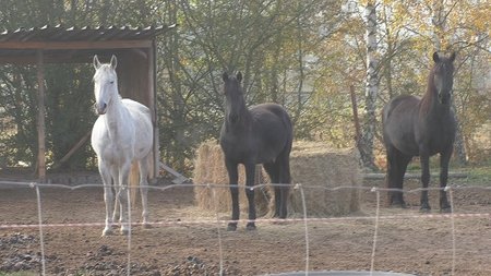 Zbytek stáda zůstal ve výběhu, podle veterinářů jsou koně v dobrém stavu