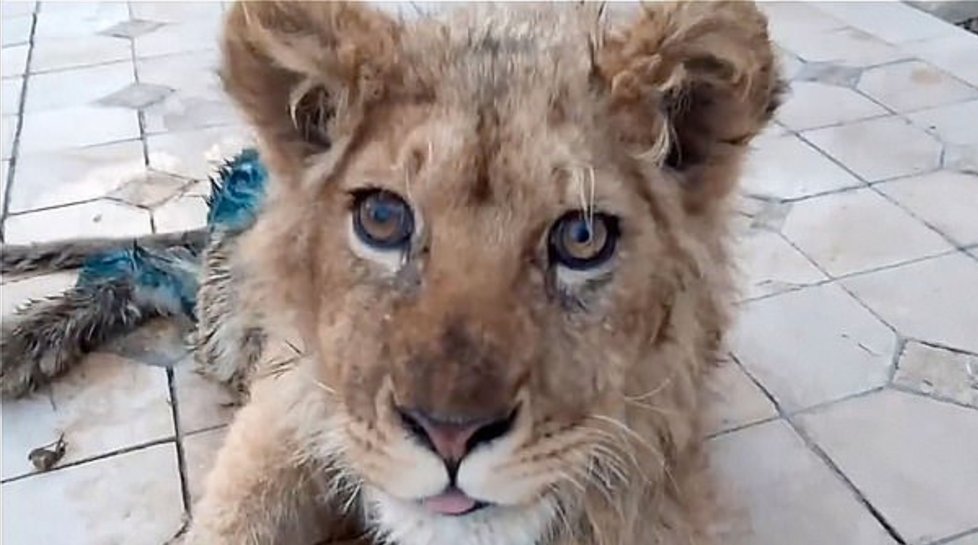 Neuvěřitelné týrání zvířat: Mučitelé zlomili nohy lvíčeti, aby nemohlo utéct z fotografií