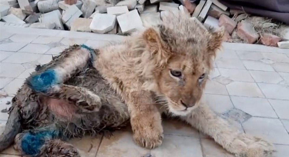 Neuvěřitelné týrání zvířat: Mučitelé zlomili nohy lvíčeti, aby nemohlo utéct z fotografií