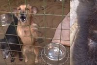 Hrůza v rodinném domě v Mladějově: 79 psů se brodilo vlastními výkaly!