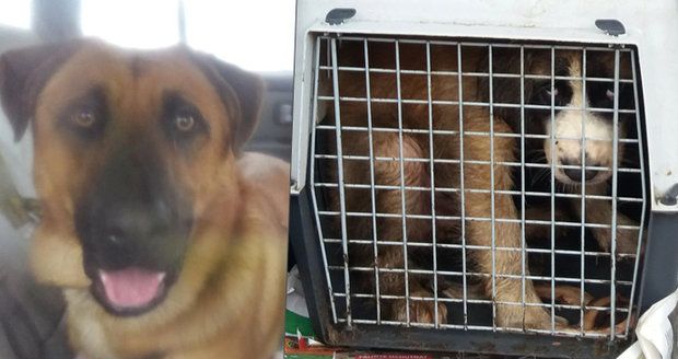 Tyranka zavřela psy do auta: Tři dny tam byli o hladu a žízni mezi výkaly