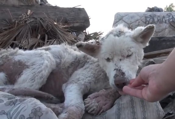 Zubožená fenka Miley nakonec došla klidu, když se o ni postaral Eldad Hagar ze společnosti Hope for Paws.