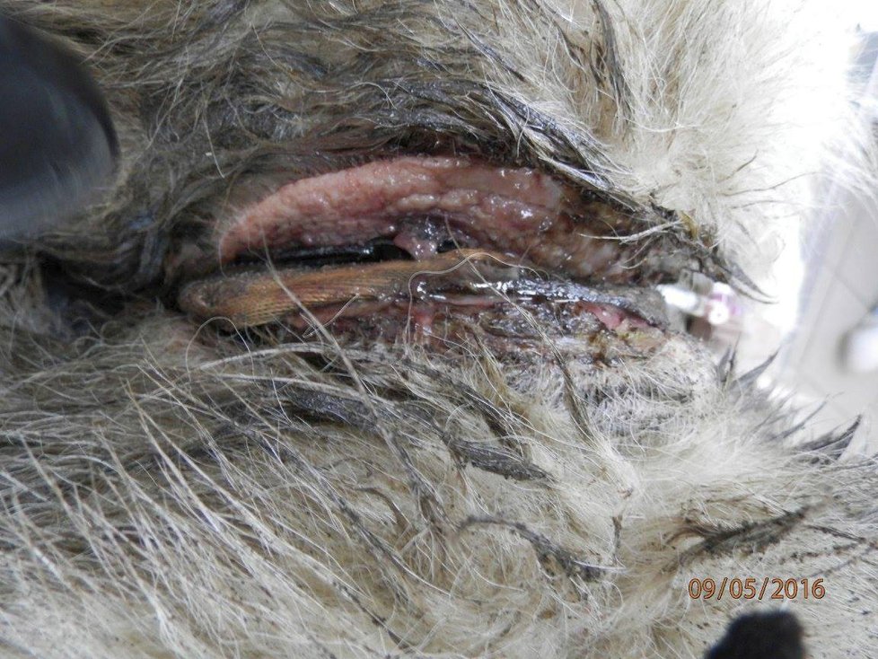 Otřesné týrání psíka v romské osadě: Řetěz měl zarostlý hluboko v krku.