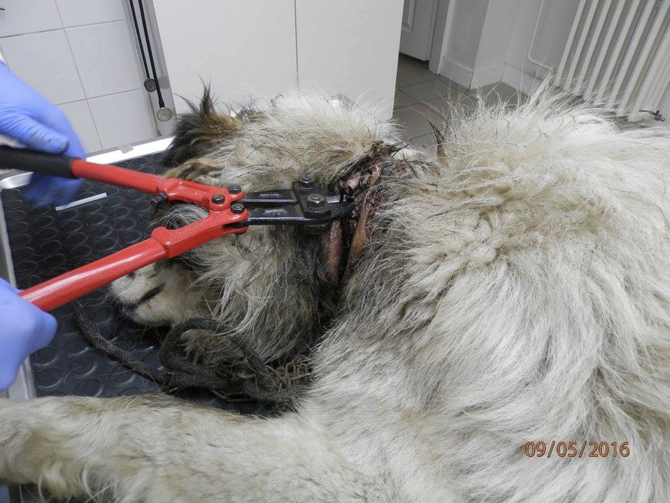 Otřesné týrání psíka v romské osadě: Řetěz měl zarostlý hluboko v krku.