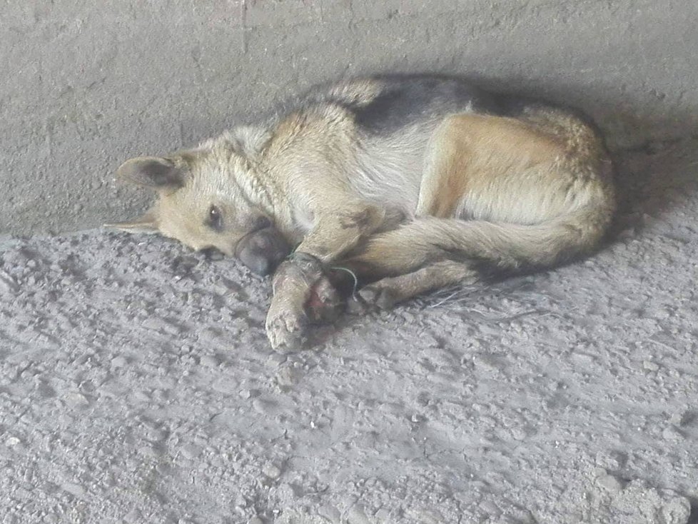 Fotky, které rvou člověku srdce: Hyena svázala fenku do kozelce a pohodila pod mostem, na smrt čekala čtyři dny