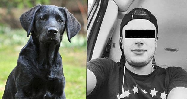 Případ týraného štěněte už má v rukou soud: Marley nemá následky, Jakubovi hrozí maximálně 2 roky