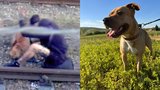 Týraný Taylor z Brna je už v bezpečí: Zachránci mu hledají nový domov