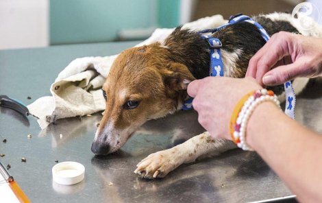 Veterináři dávají do hromady dvě zubožené fenky.