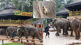 Indonéská zoo týrá slony. Ochranáři se bouří.