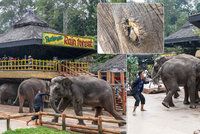 Zvrácený turismus: Pro potěšení lidí v zoo mlátí slony a bodají je do chobotů!