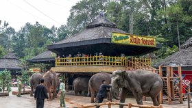 Indonéská zoo týrá slony. Mlátili je před turisty.