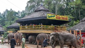 Indonéská zoo týrá slony. Mlátili je před turisty.