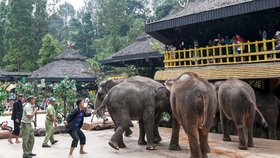 Indonéská zoo týrá slony. Mlátili je před turisty.