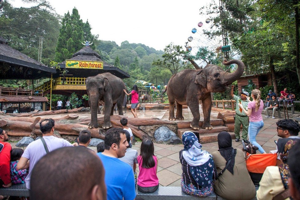 Indonéská zoo týrá slony. Mlátili je před turisty.