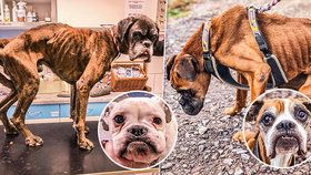 Otřesný případ týrání psů: Pět boxerů vyhublých na kost zachránili vteřiny před smrtí