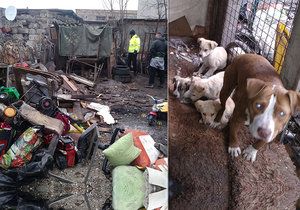 Záchrana psů z pekelné osady: Vyhublá štěňata bez matky se krčila v horách odpadu
