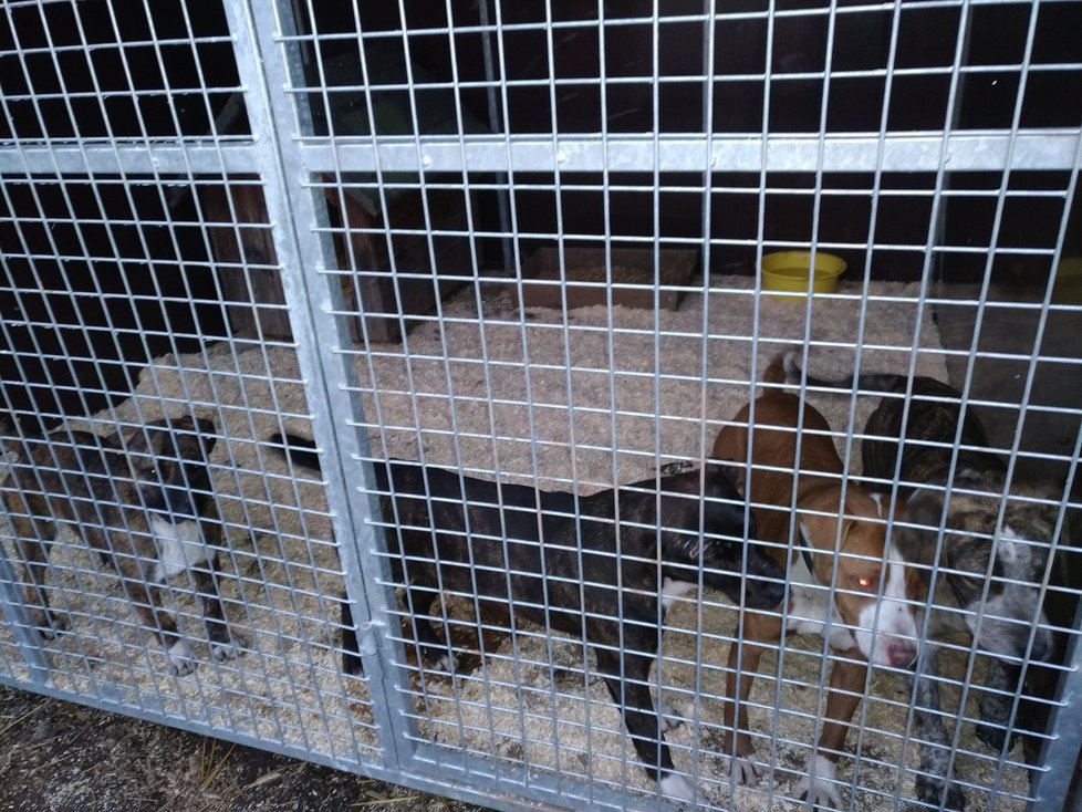 Záchrana psů z pekelné osady: Vyhublá štěňata bez matky se krčila v horách odpadu