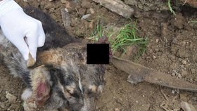 Slovenská policie pořídila na místě činu šokující fotografie utýraného zvířátka.