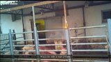 Děsivé záběry z jatek Hrabětice: Zaměstnanci kopou do zvířat a dávají jim elektrošoky!