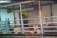 Děsivé záběry z jatek Hrabětice: Zaměstnanci kopou do zvířat a dávají jim elektrošoky!