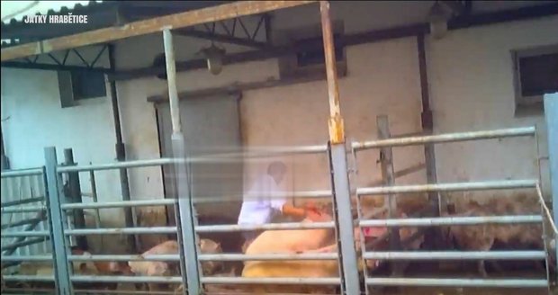 Záběry z videa ukazují týrání zvířat na jatkách.