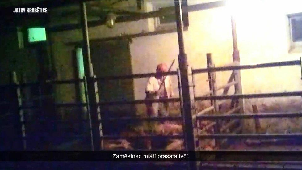 Záběry z videa ukazují týrání zvířat na jatkách.