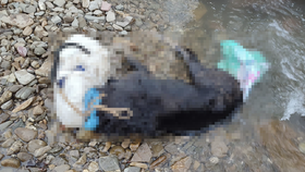 Odporný případ týrání zvířat na Slovensku: Fenu uškrtil a odhodil do vody