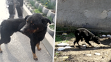 Otřesný případ týrání zvířat: Psa vyhladovělého na smrt majitel držel na krátko přivázaného na řetězu! 