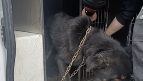 Otřesný případ týrání zvířat: Psa vyhladovělého na smrt majitel držel na krátko přivázaného na řetězu!