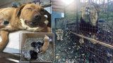 Žena chovala 21 koček v bytě 2+1, muž nelegálně lva. Co všechno je týrání zvířat?