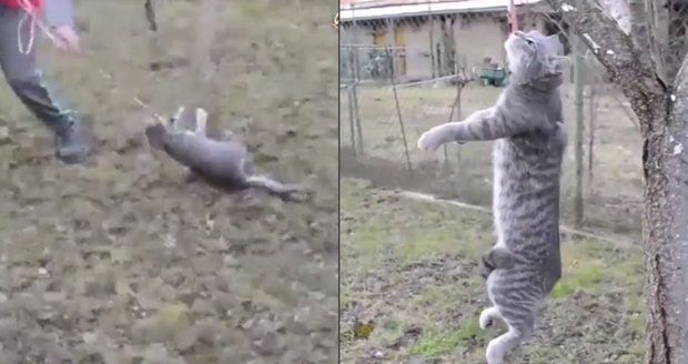 Šokující video: Školák vlekl kočku na vodítku jako kus hadru, pak ji pověsil na strom