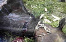 Otřesný případ z Českolipska: Koně zaživa stáhl z kůže!