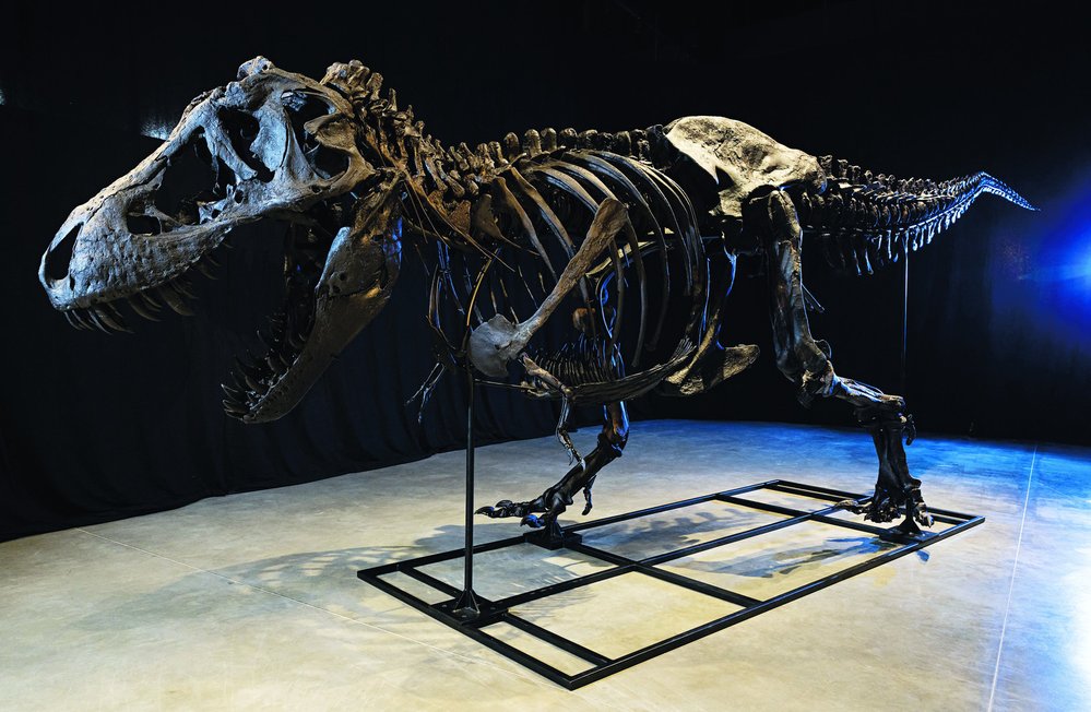 Kostry tyrannosaurů patří k nejžádanějším fosiliím v muzejních expozicích i veřejných dražbách