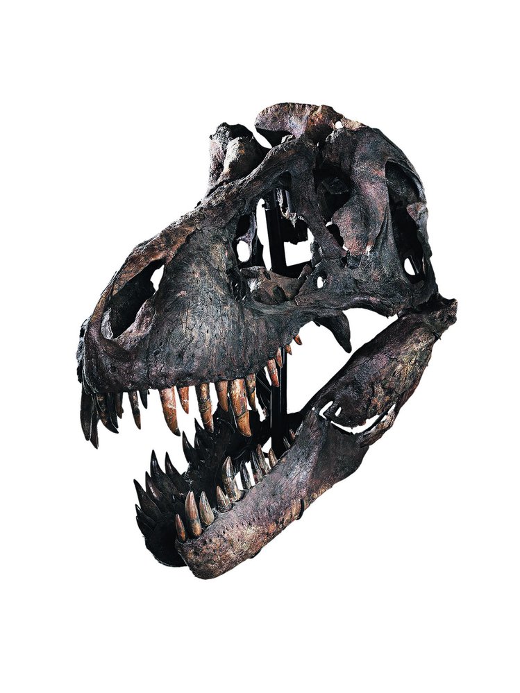 Síla čelistního stisku dospělých tyrannosaurů byla enormní