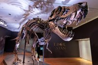 V Evropě se poprvé dražila kostra Tyrannosaura rexe. Šťastlivec ji získal překvapivě levně
