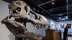 První dražba kostry Tyrannosaura rexe v Evropě.